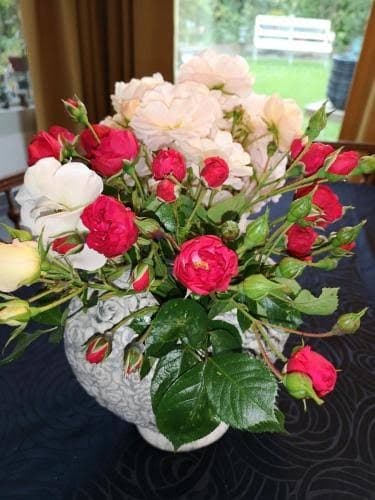 Bouquet de roses rouges et blanches dans un vase